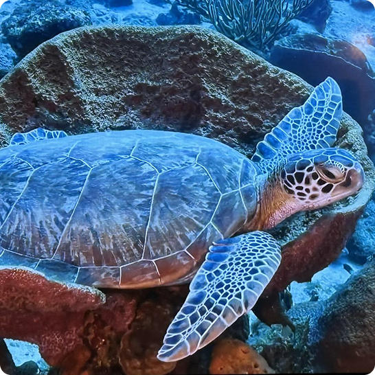 naturescape_turtle